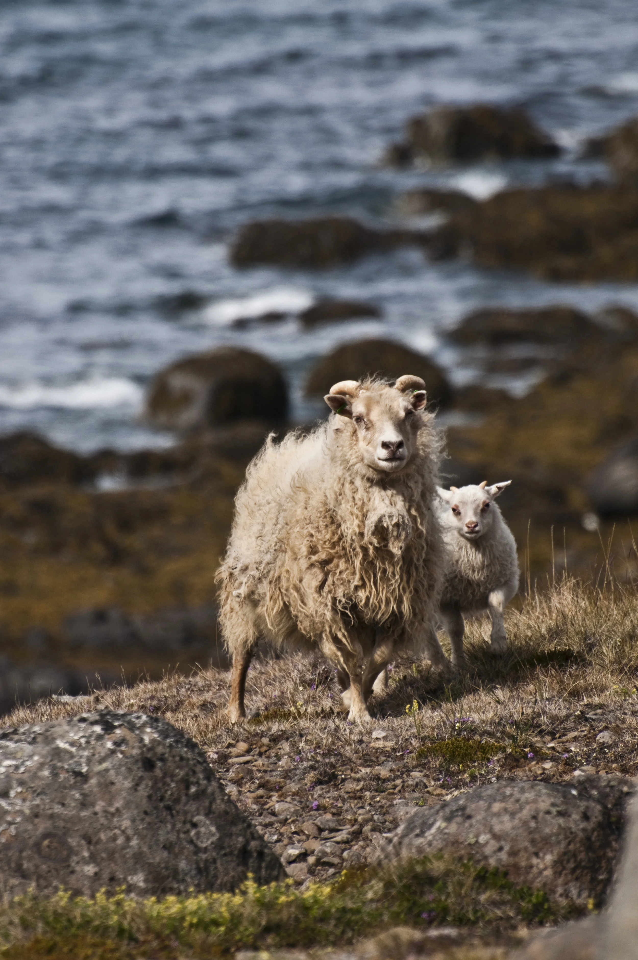hellojlo_travel_iceland_sheep.jpg