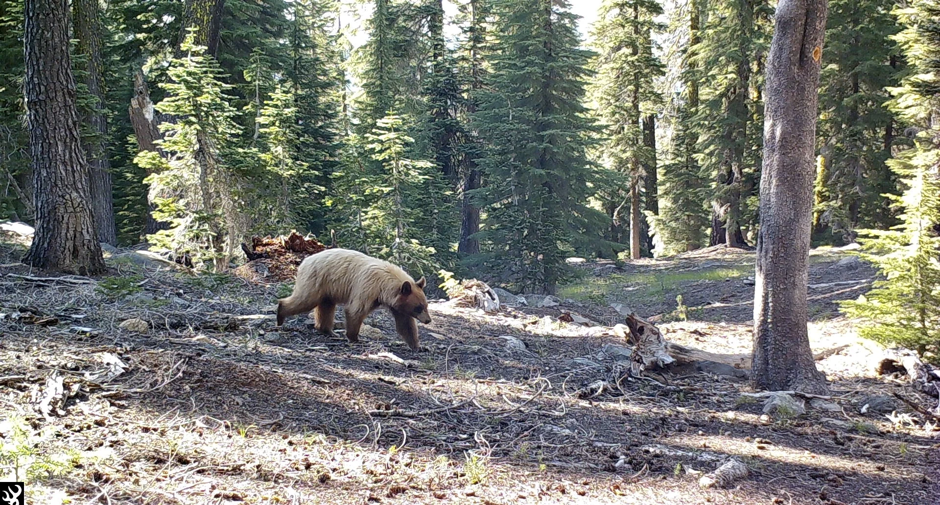 Yes, I'm a Black Bear