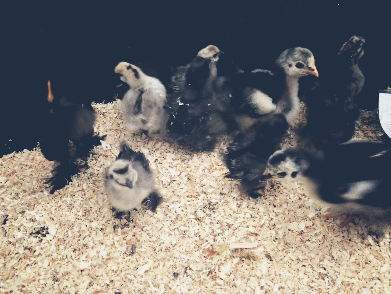 Baby Chickens