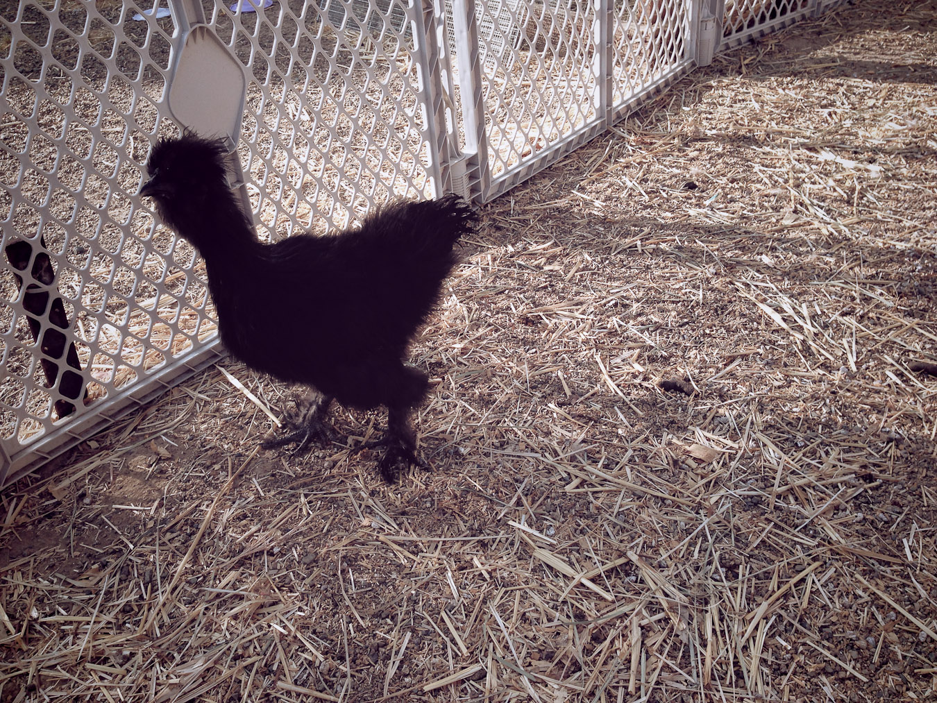 Designer Chickens