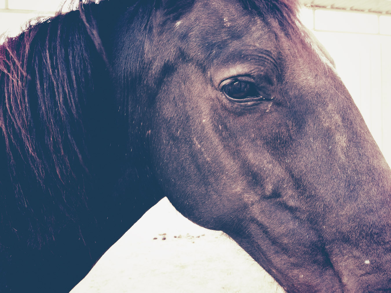 Horse 3