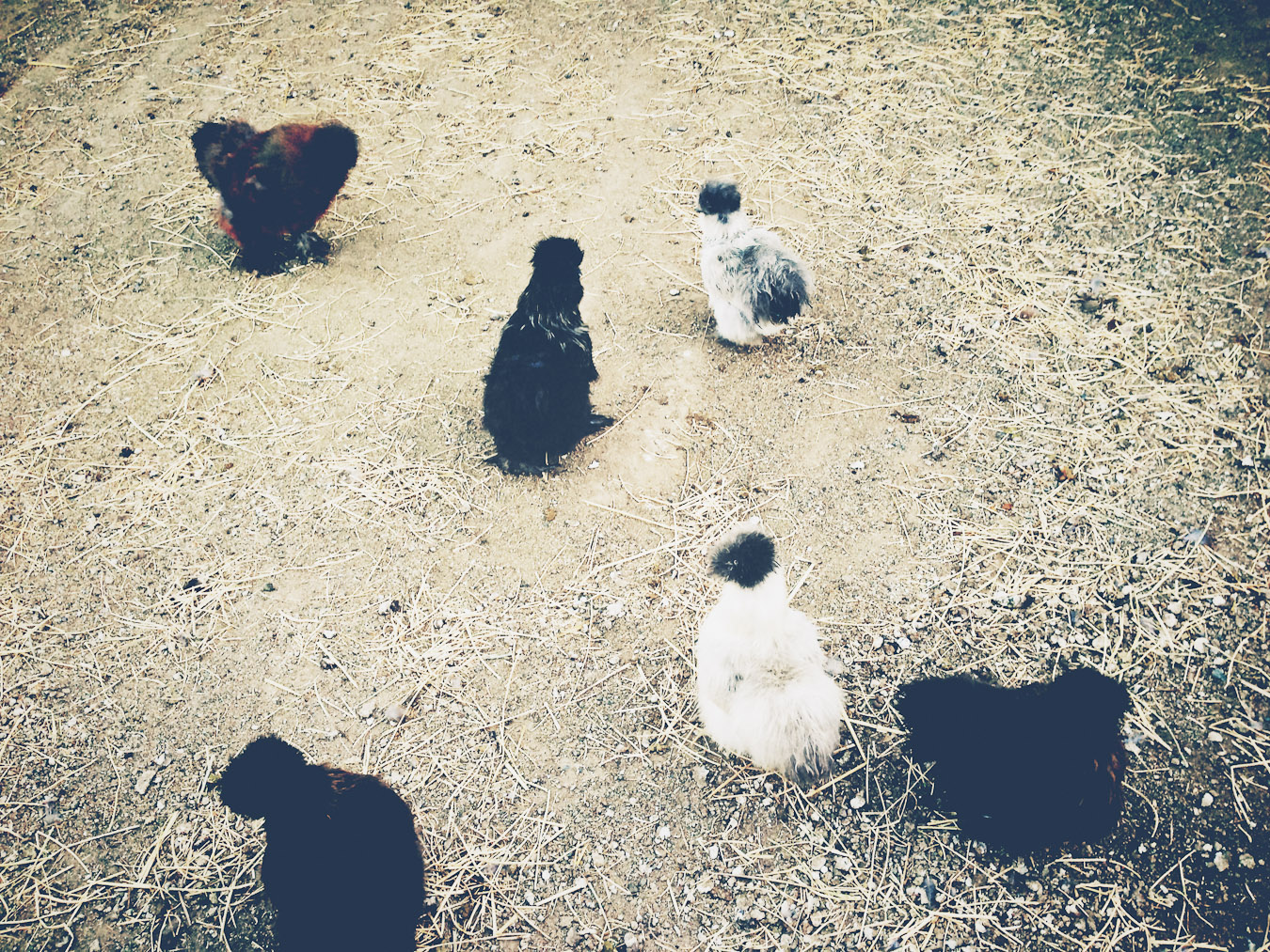 More Designer Chickens