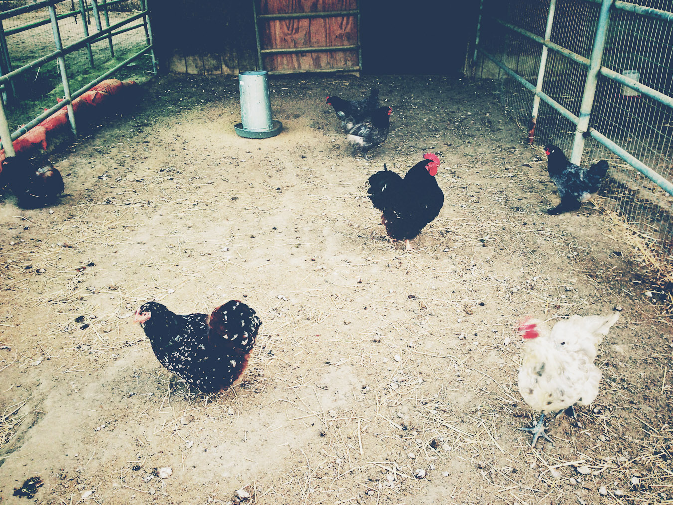 Roosters and Hens