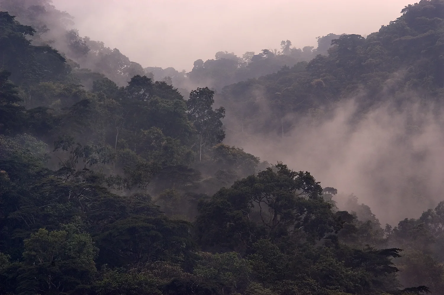 BLO-forest2-JPM05.jpg
