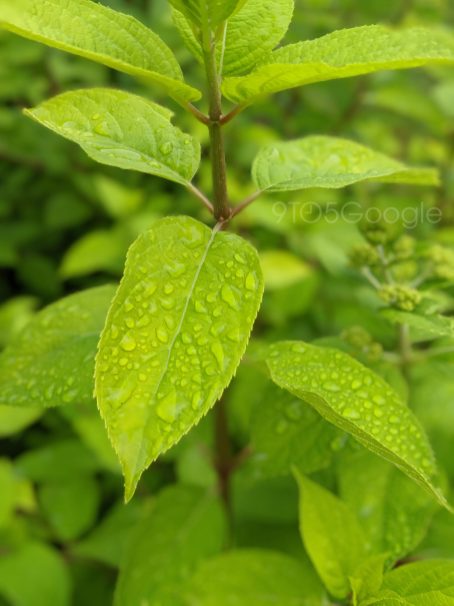 sample-macro-1.jpg