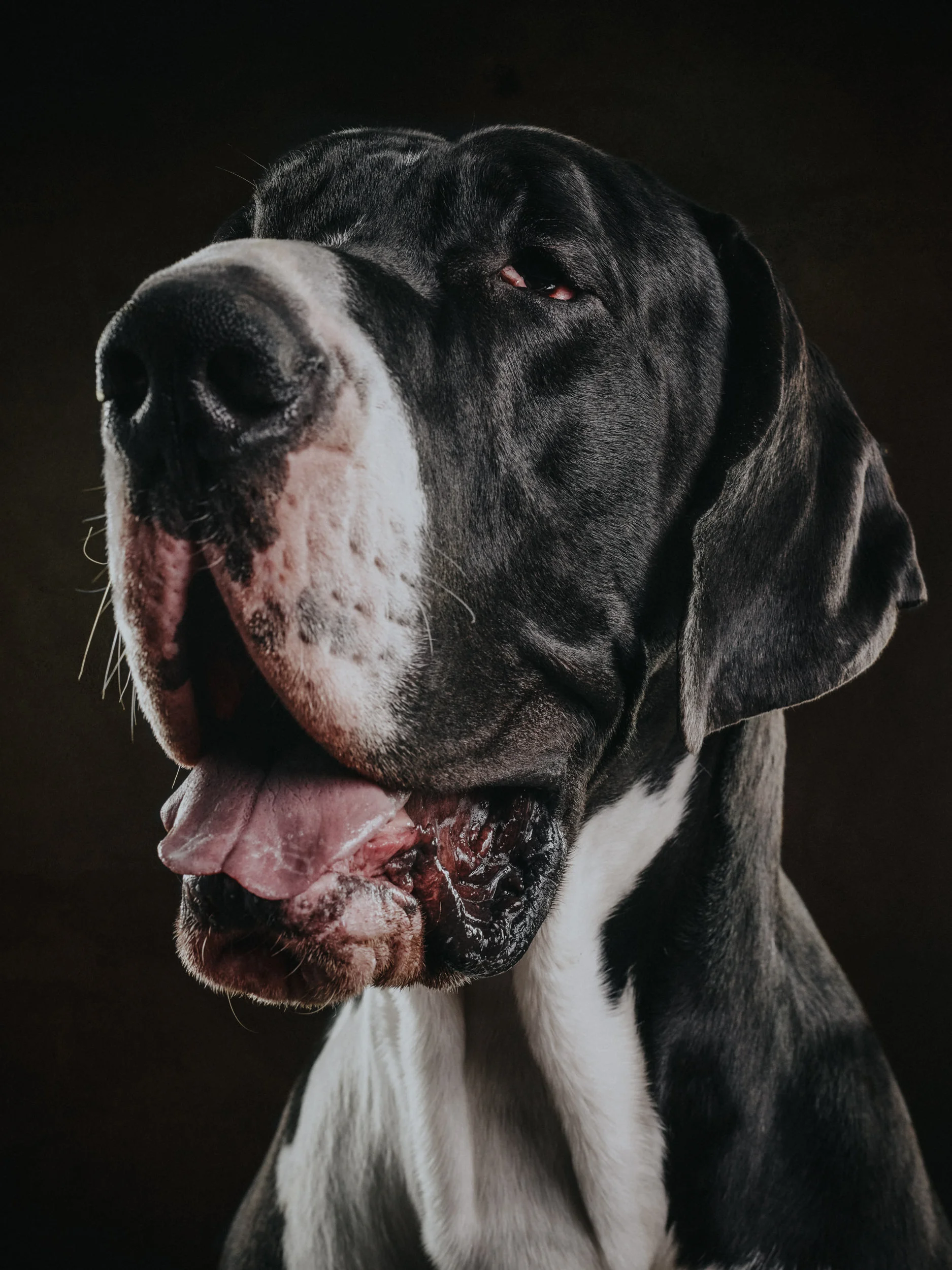 studio-dogs-klausdyba-44.jpg