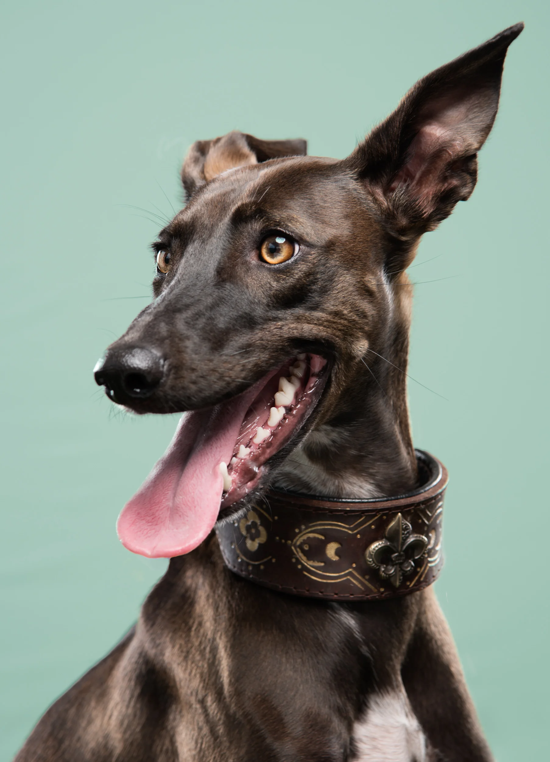 studio-dogs-klausdyba-47.jpg