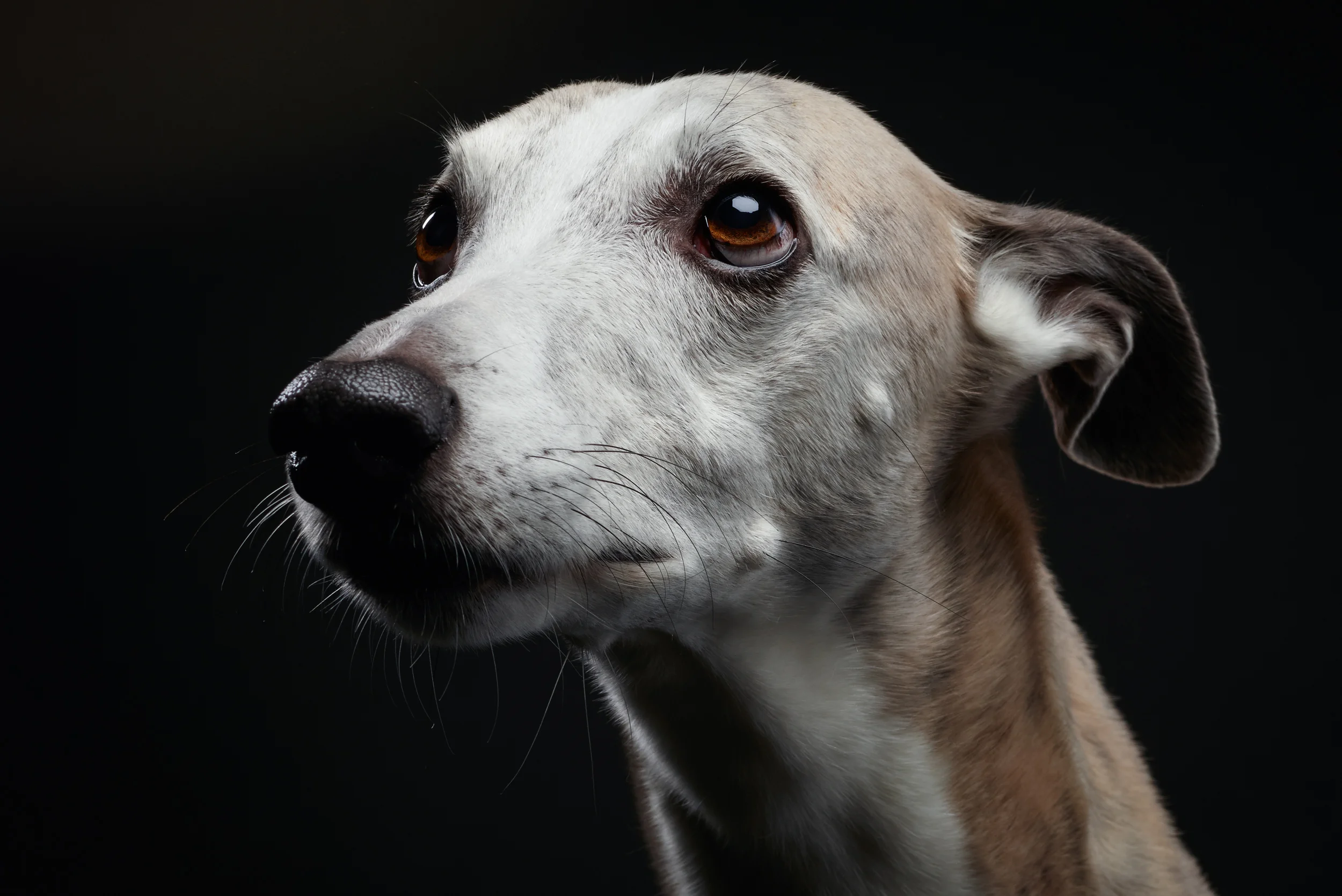 dog-studio@klausdyba-2-2.jpg