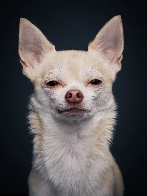 studio-dogs-klausdyba-1.jpg