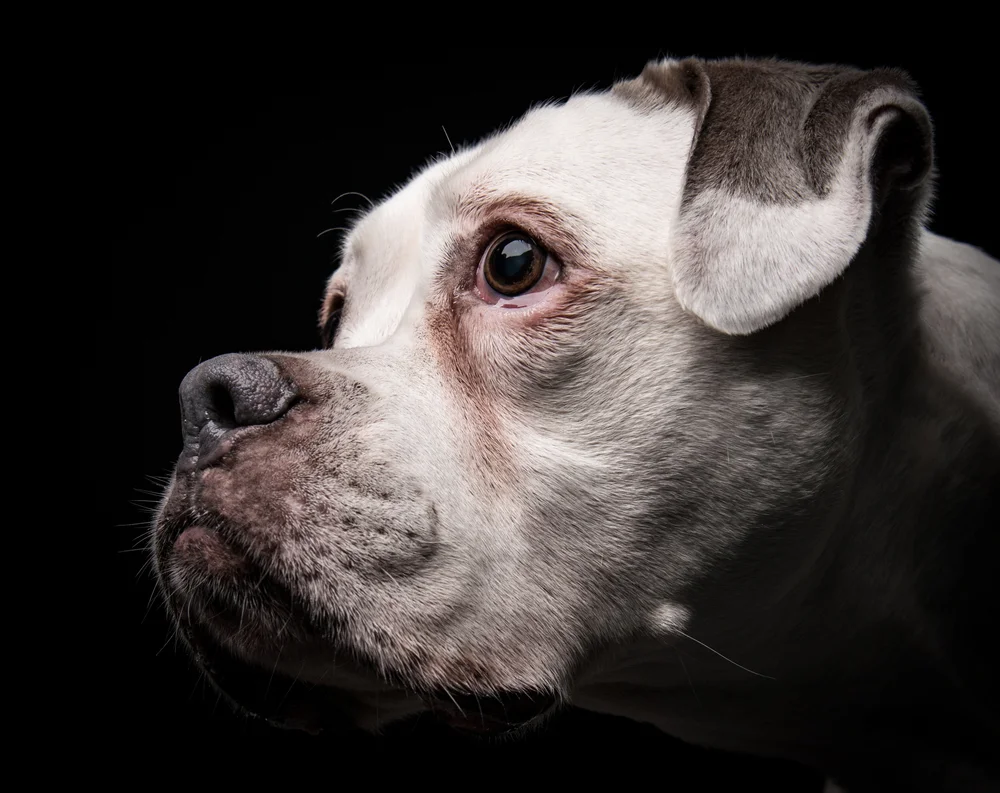 dog-studio@klausdyba-1-2.jpg