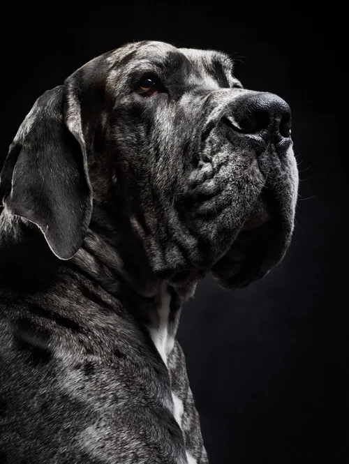 studio-dogs-klausdyba-7.jpg