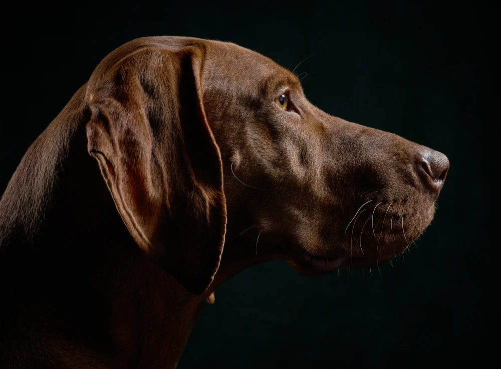 dog-studio@klausdyba-3-2.jpg