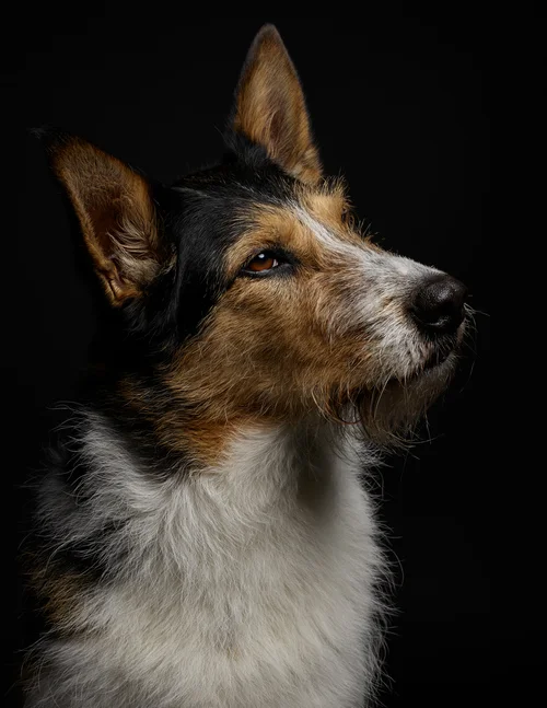 studio-dogs-klausdyba-24.jpg