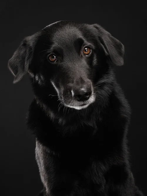 studio-dogs-klausdyba-30.jpg