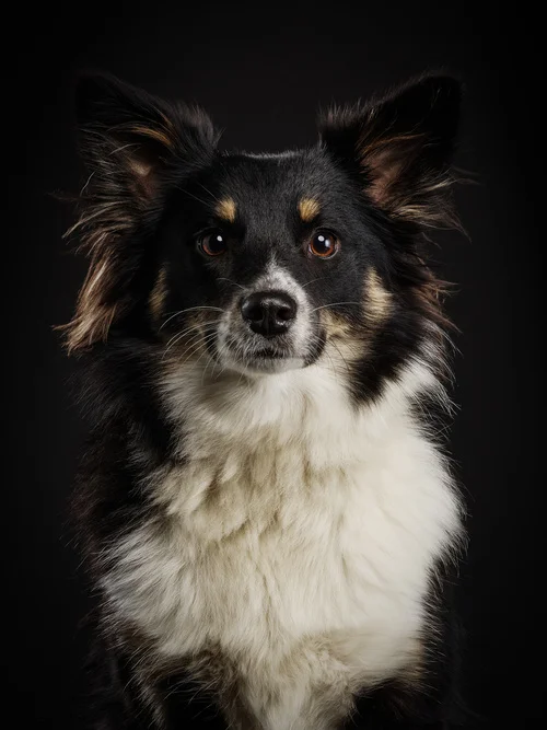 studio-dogs-klausdyba-31.jpg