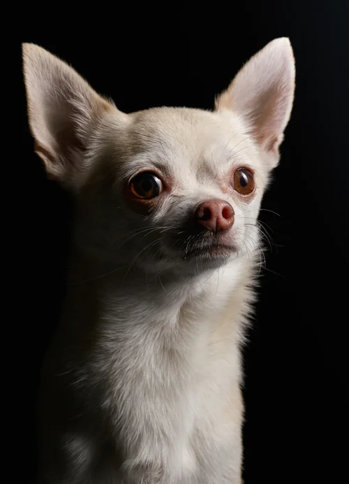 studio-dogs-klausdyba-29.jpg
