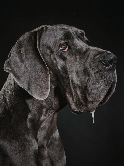 studio-dogs-klausdyba-45.jpg