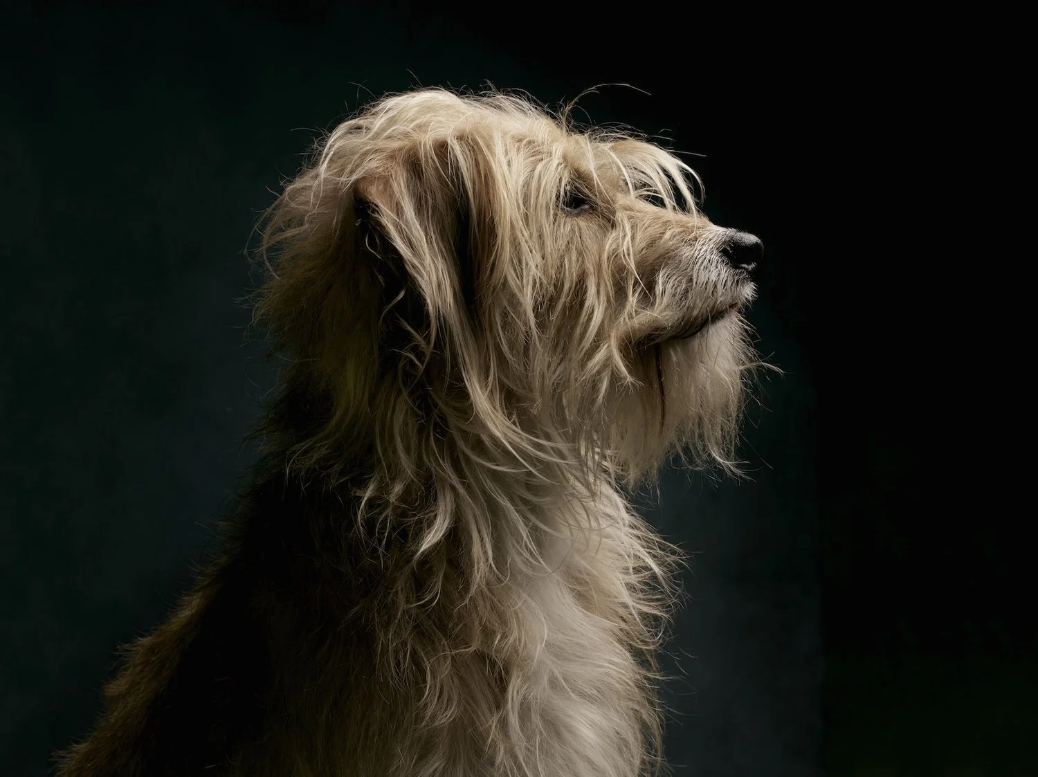 Screenshot 2017-06-03 14.20.16.jpg.jpeg