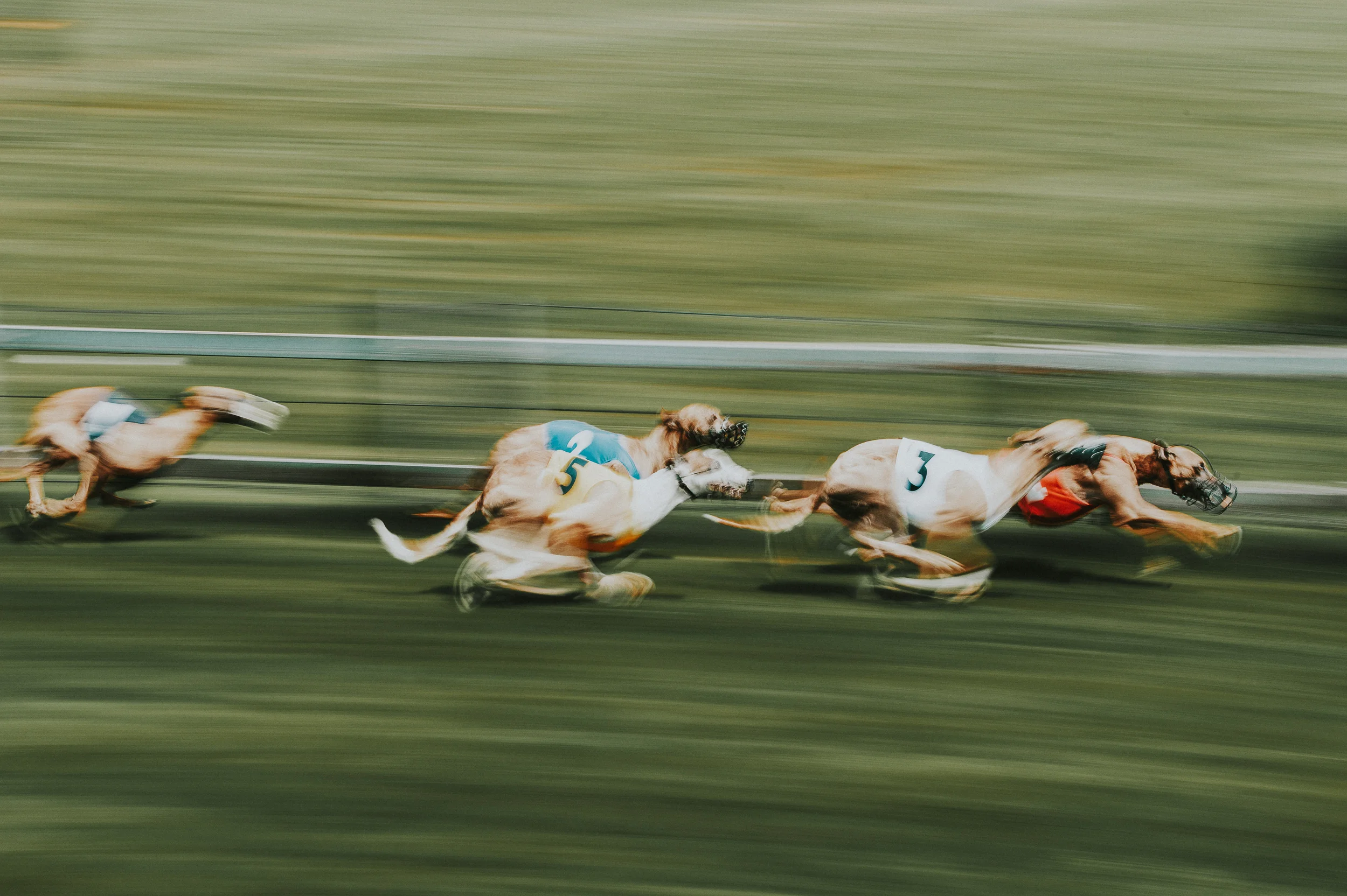 DOG RACE COLOGNE.jpeg