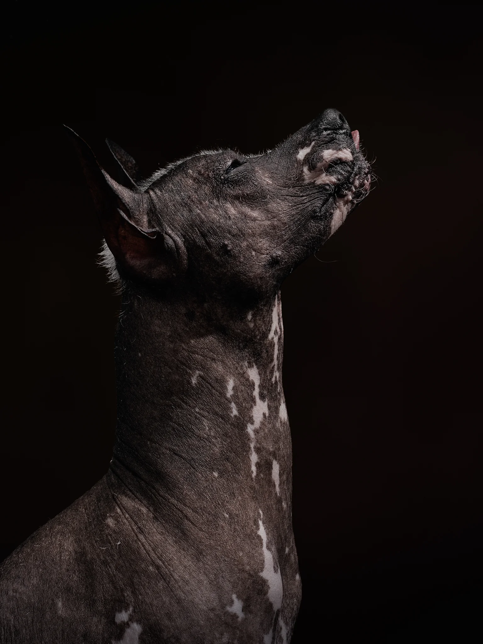 klaus-dyba-animal-portraits-3.jpg