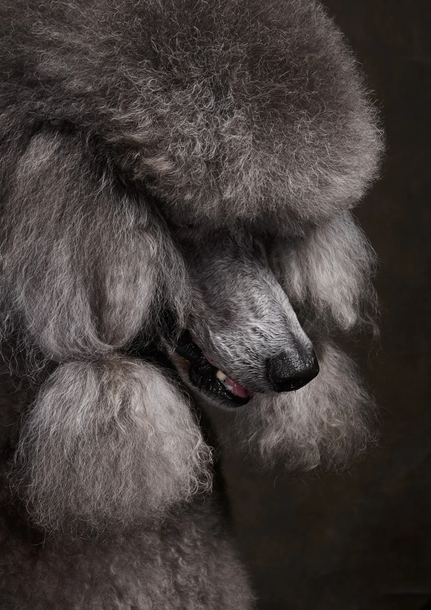 klaus-dyba-animal-portraits-12.jpg