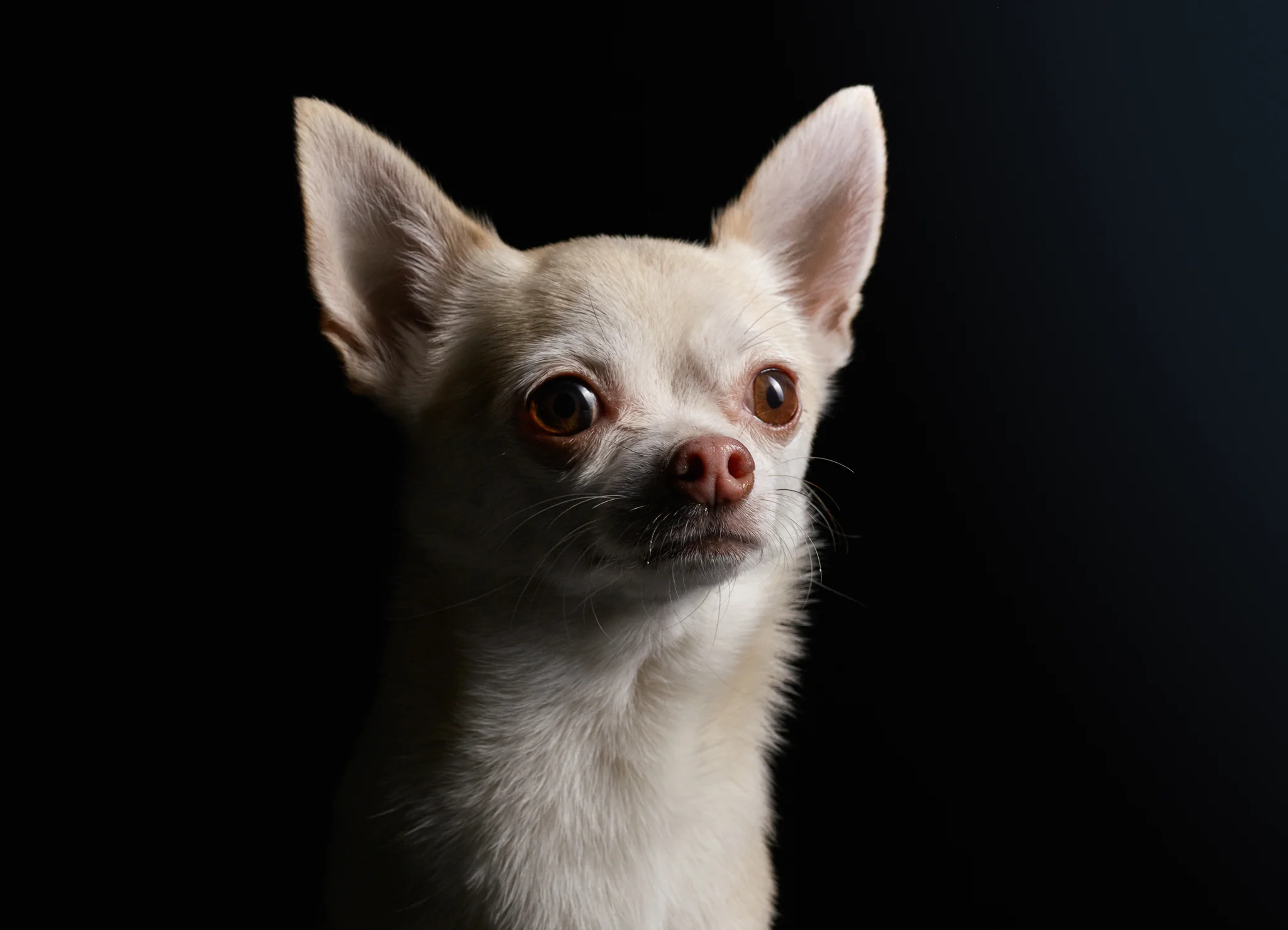 klaus-dyba-animal-portraits-20.jpg