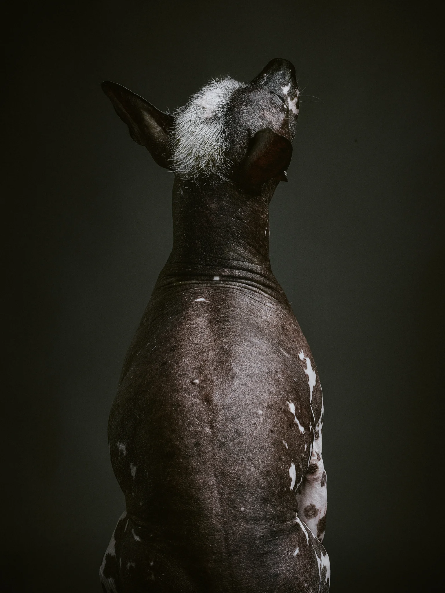 klaus-dyba-animal-portraits-22.jpg