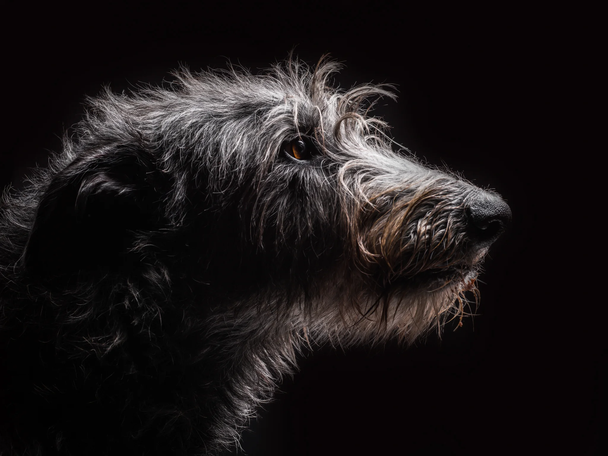 klaus-dyba-animal-portraits-26.jpg