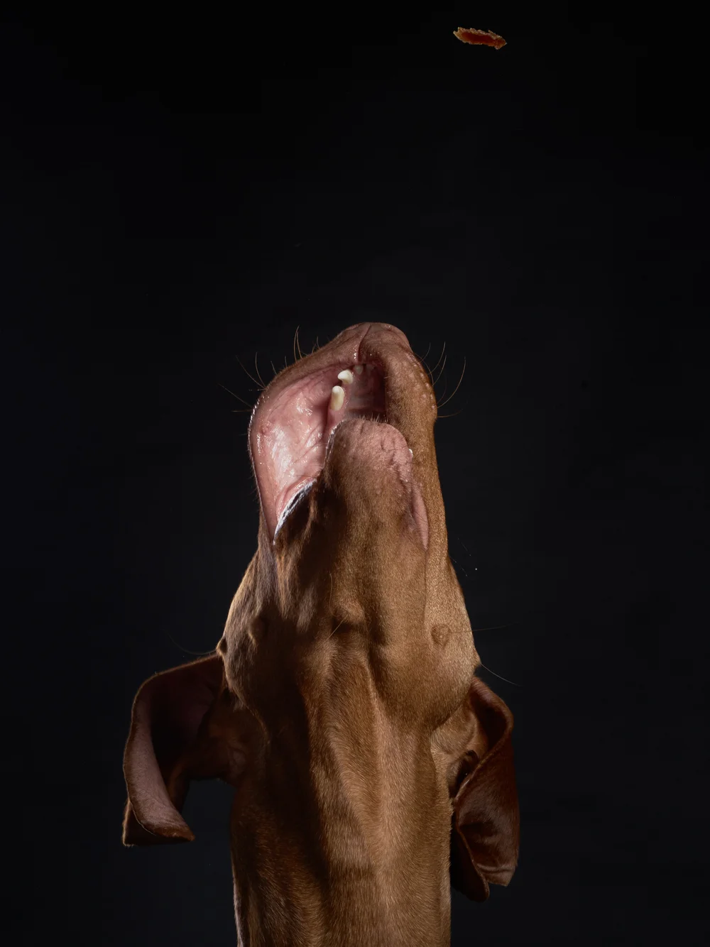 treats-dogs-klausdyba-9.jpg.jpeg