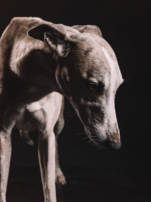 klaus-dyba-whippet-beau-jaques-8.jpg.jpeg
