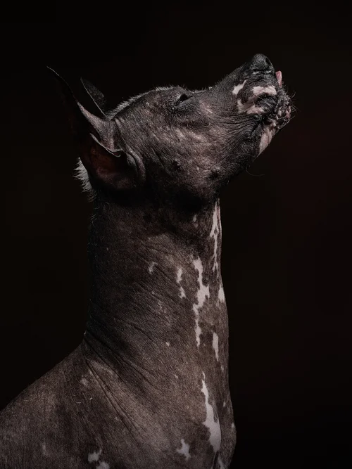 naked-dogs-klausdyba-21.jpg.jpeg