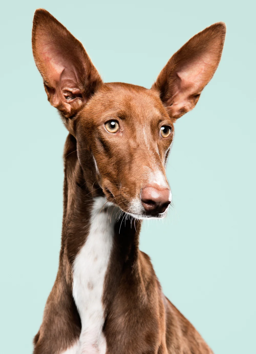 dog studio-klausdyba-1.jpg.jpeg