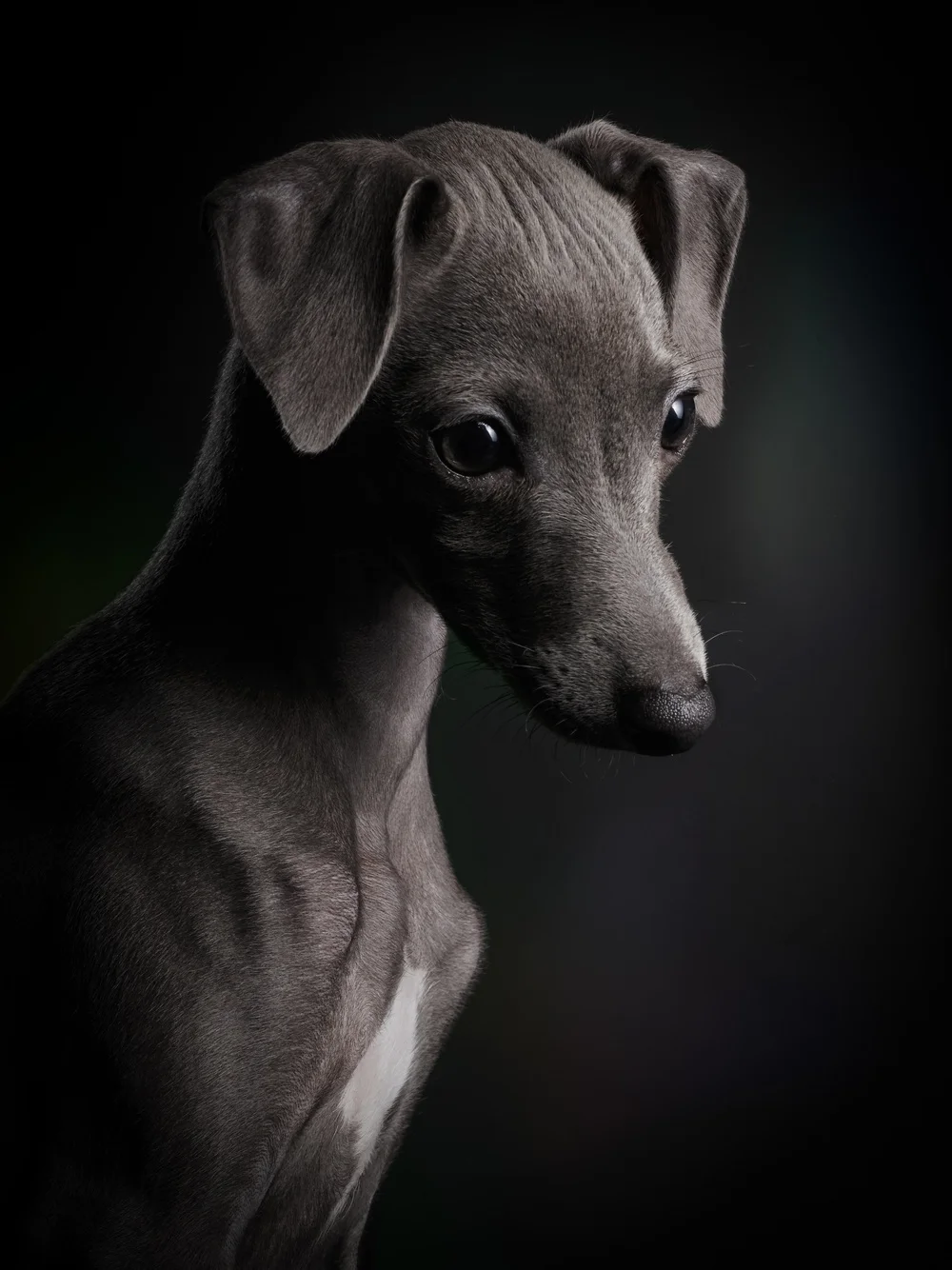 studio-dogs-klausdyba-32.jpg.jpeg