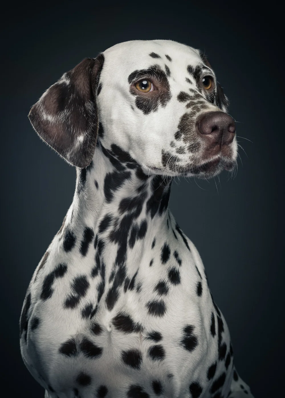 studio-dogs-klausdyba-8.jpg.jpeg