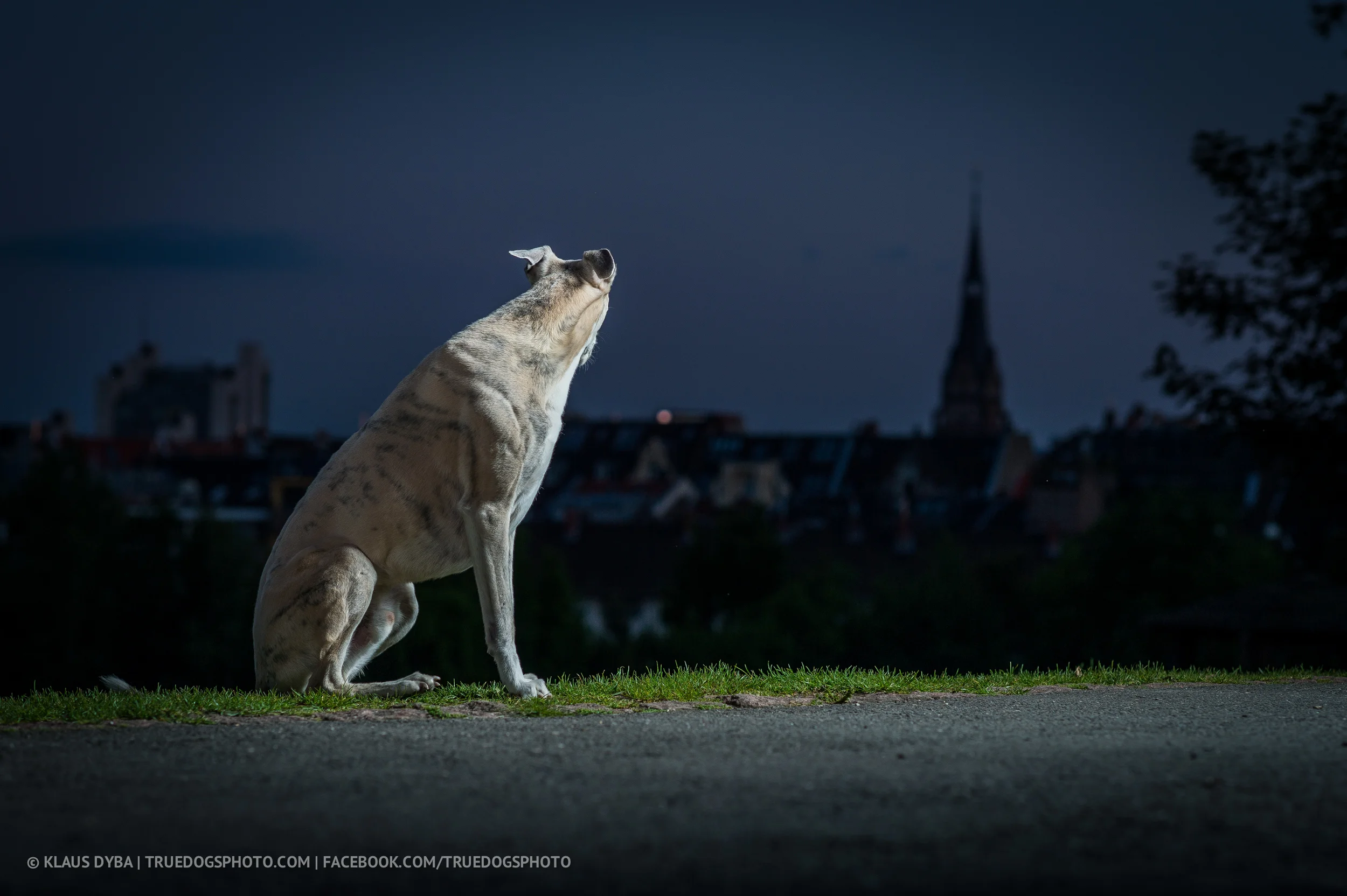 TDP-dog-beaujaque@klausdyba-5.jpg