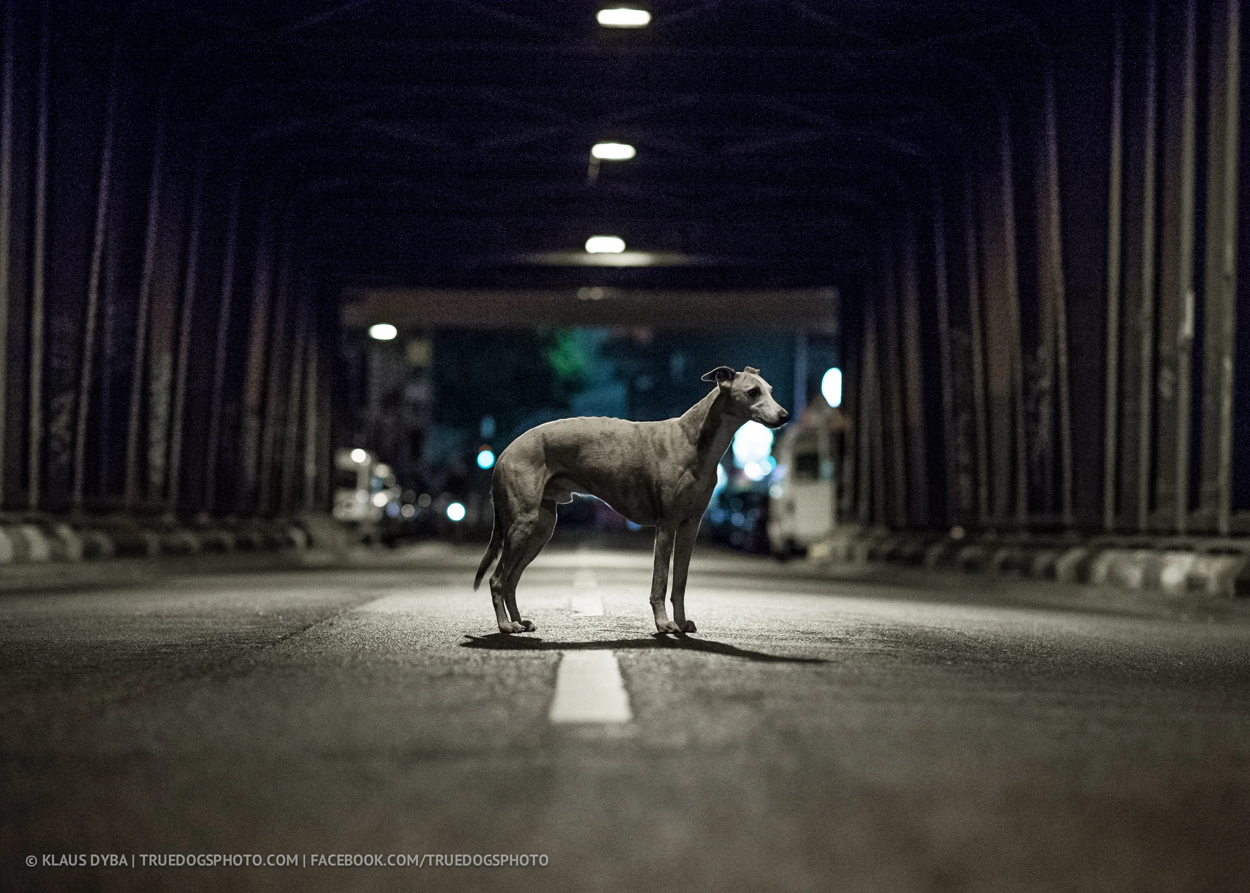TDP-dog-beaujaque@klausdyba-19.jpg
