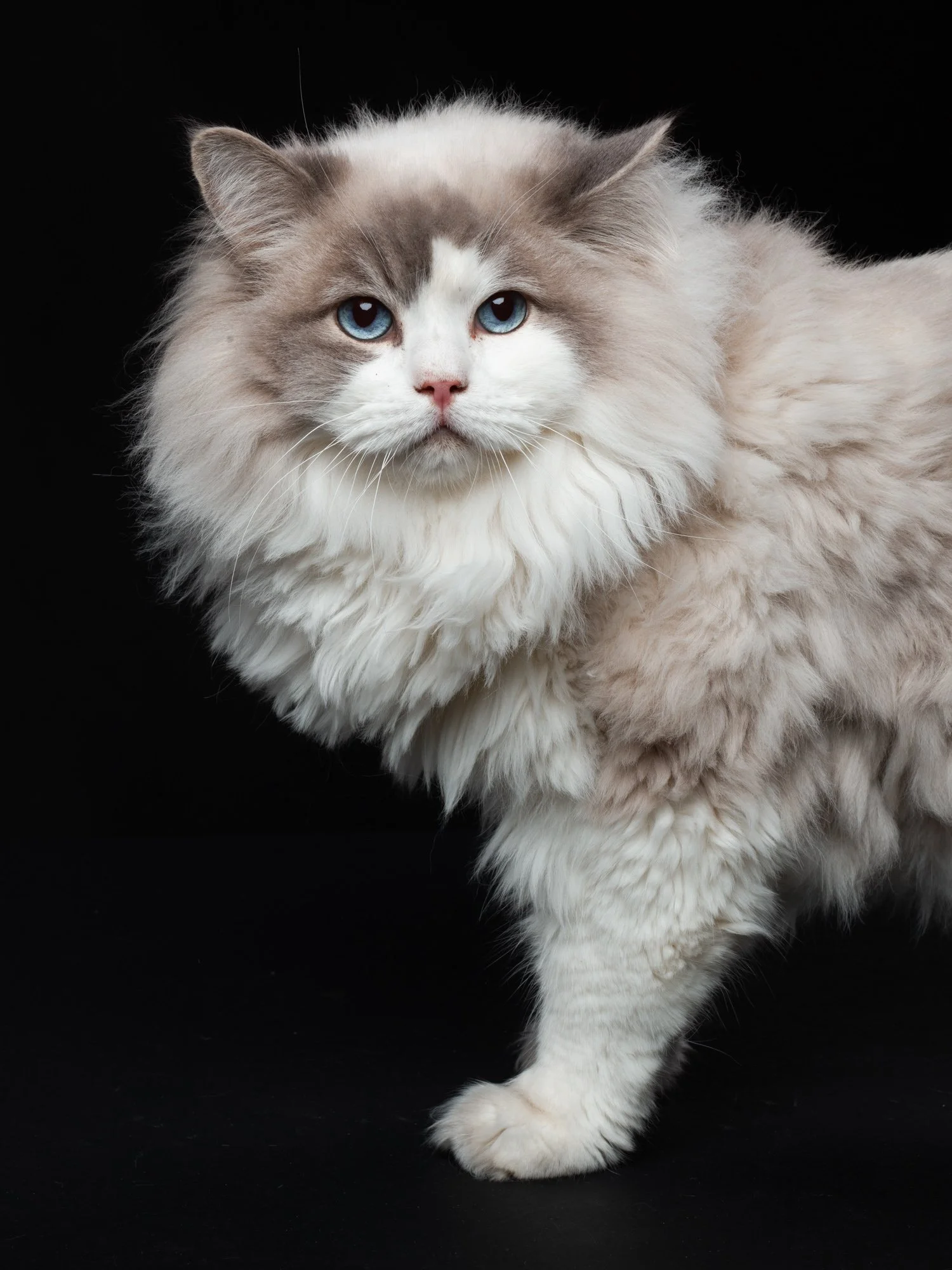 Ragdoll-Charlie-lydia-lukas35701.jpg