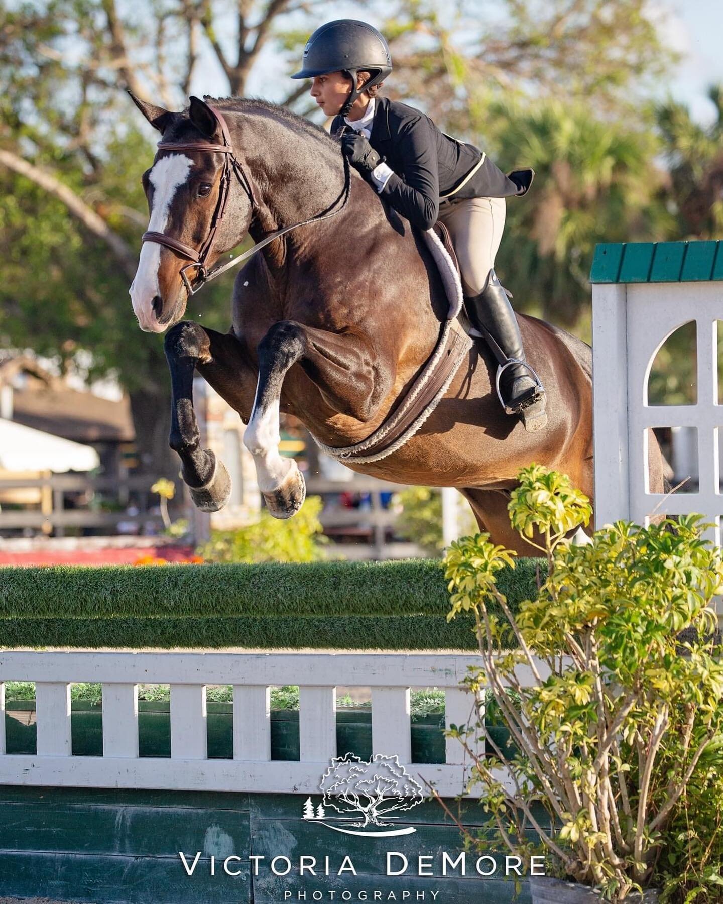 A quick reminder, this week we'll be at Fox Lea Farm for May CFHJA! Thursday through Sunday the Victoria DeMore Photography team will see you on all rings every day 😎 

Don't forget to check out the VDP Pre-Show Gold Client Program and get enrolled 