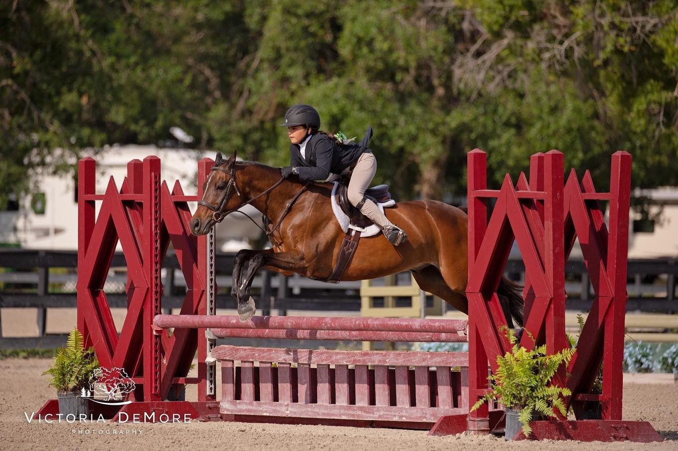 More Sunday Funday Fun! Lil Bit Better, with Siena Zorrilla in the irons, wins the $1500 Spring 2'/2'6&quot; Hunter Derby sponsored by Belt It Out Goods. Great job Siena!

📷: Victoria DeMore Photography