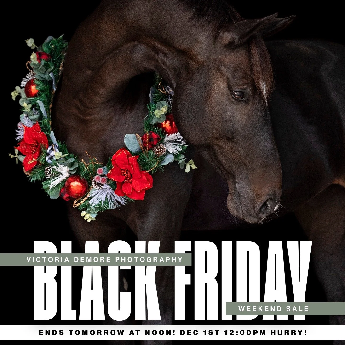 🚨 THE CLOCK IS TICKING! The Victoria DeMore Photography Black Friday Weekend Sale ENDS TOMORROW, DECEMBER 1st at NOON 🚨

🔥 What&rsquo;s on sale:

25% OFF ANY horse-show Gold Client package - whether Gold, Gold+, or Pro. That means you can pre-purc