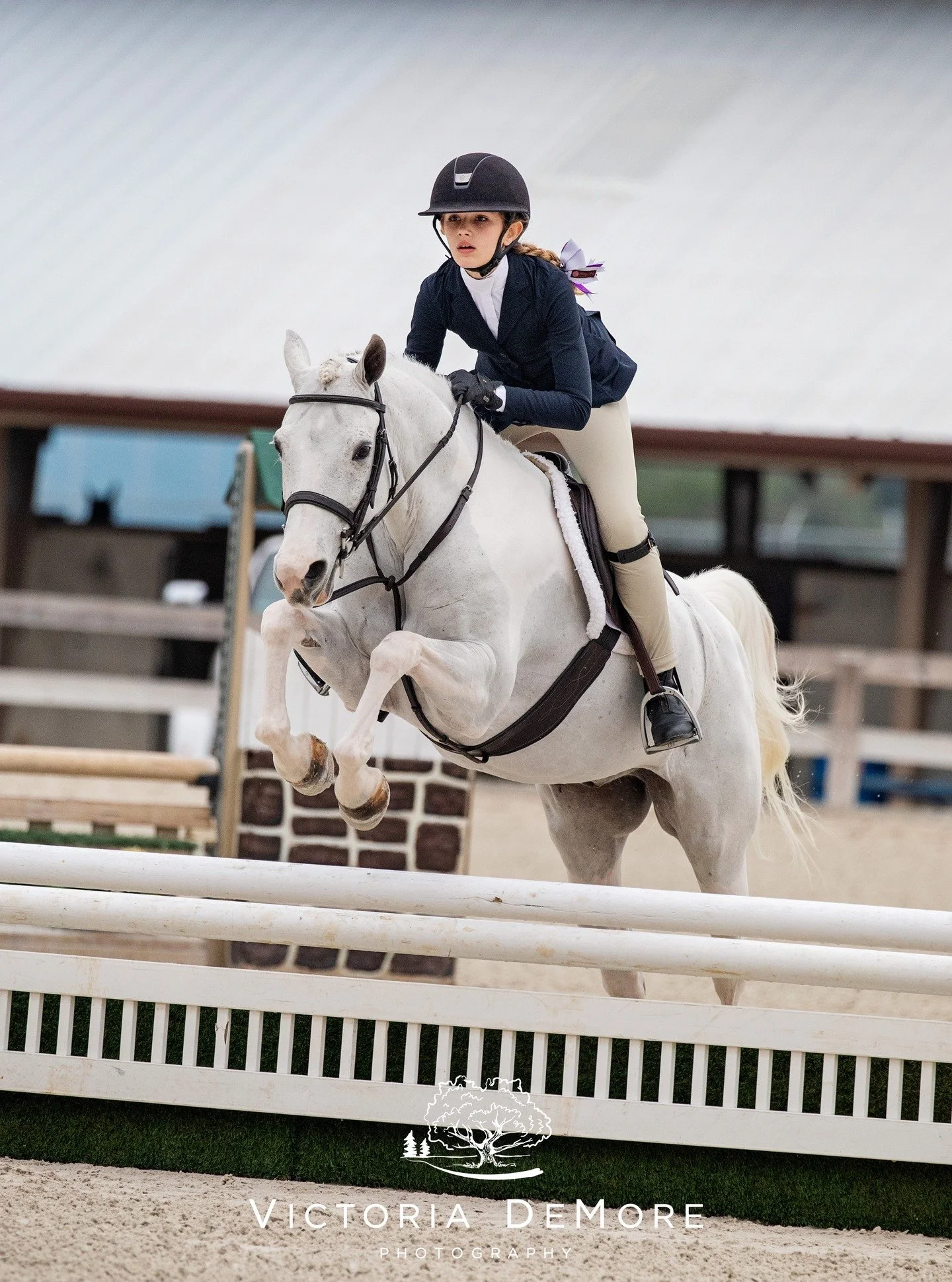 It's been quite grey the past few days at my home base in Orlando, so that might have influenced today's pic pick to announce show photos are ready. The grey weather might have me down, but a cute grey pony is always a ray of sunshine! CFHJA, we love