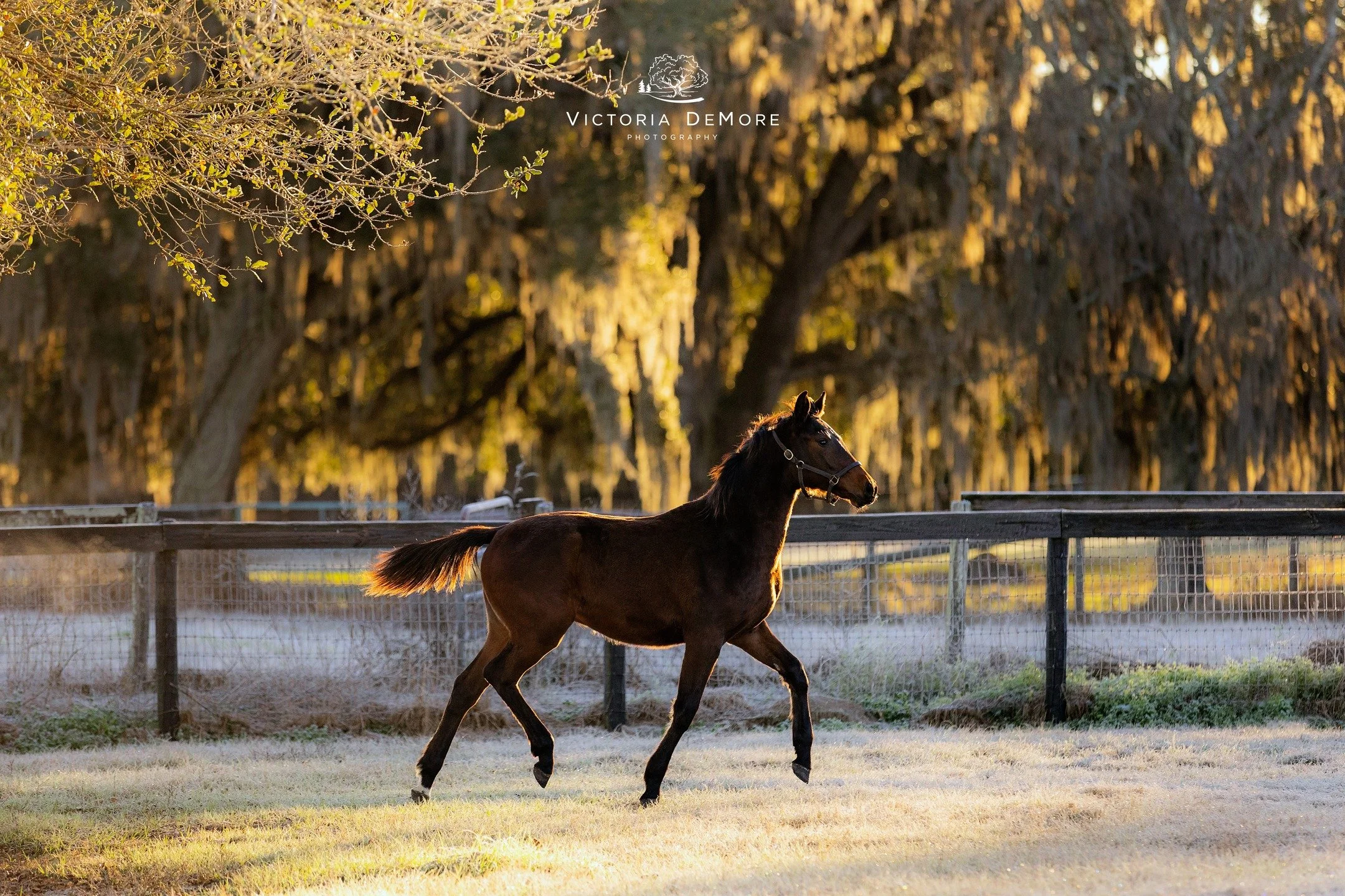 Getting hyped for this year's foals with this 9 month old who was so fun to go chill with... literally... it was a frosty morning - but we still got a little spicy ❄️🔥