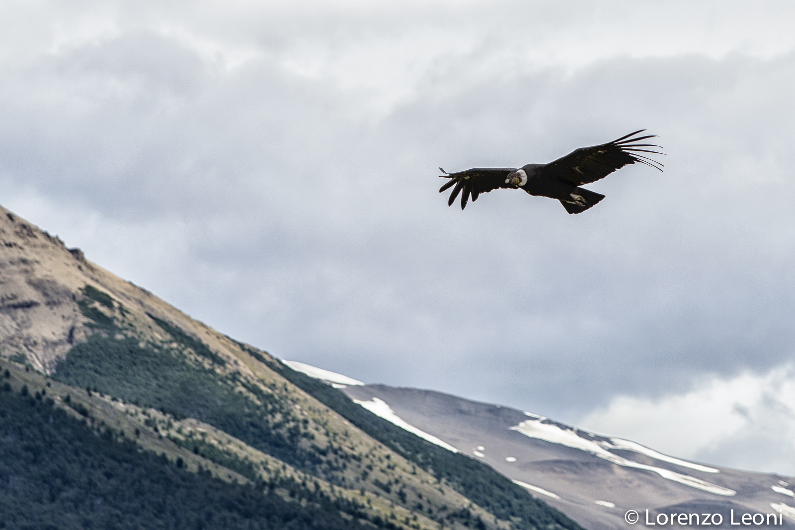 Condor