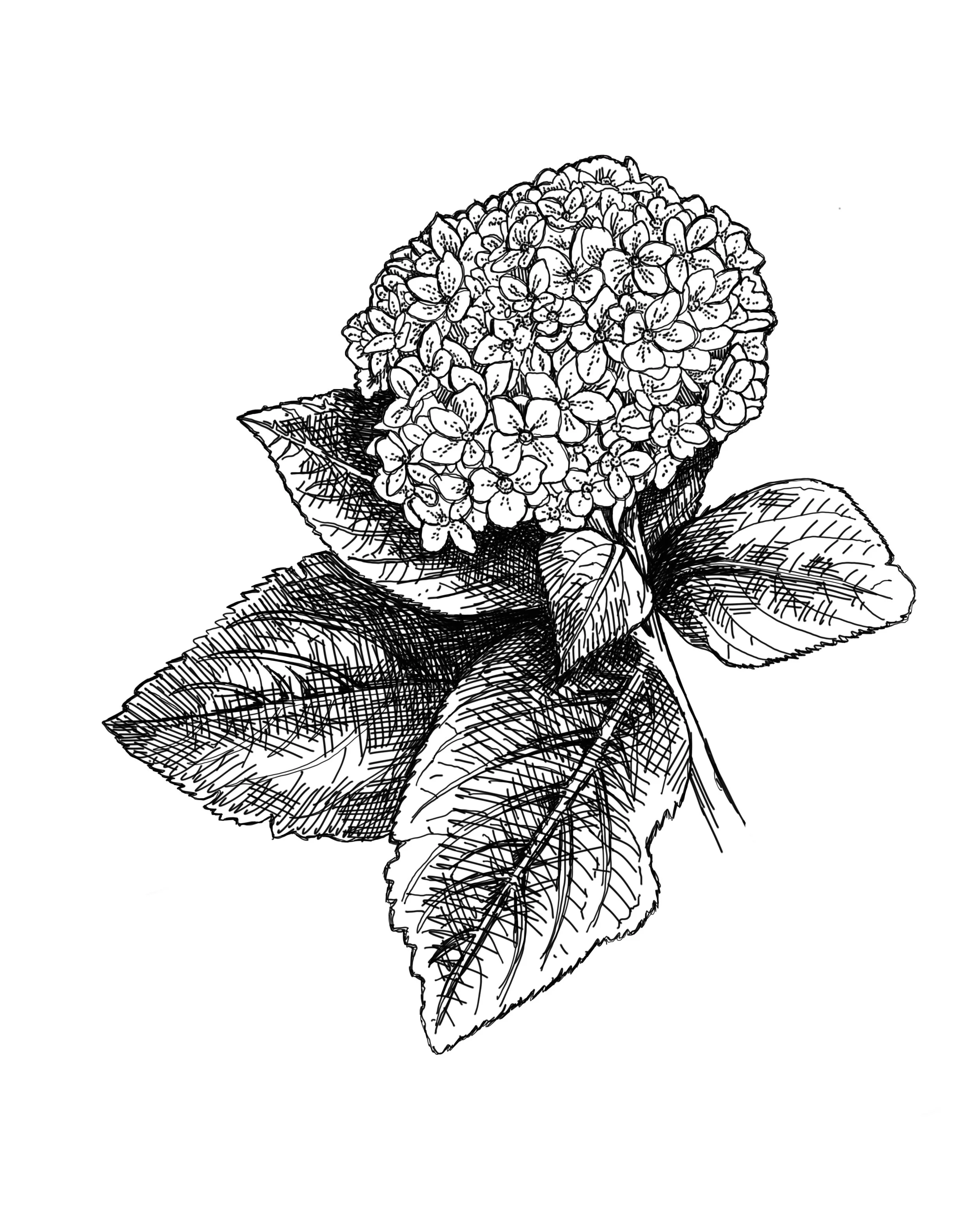 Hydrangea-BLKWHT copy.jpg