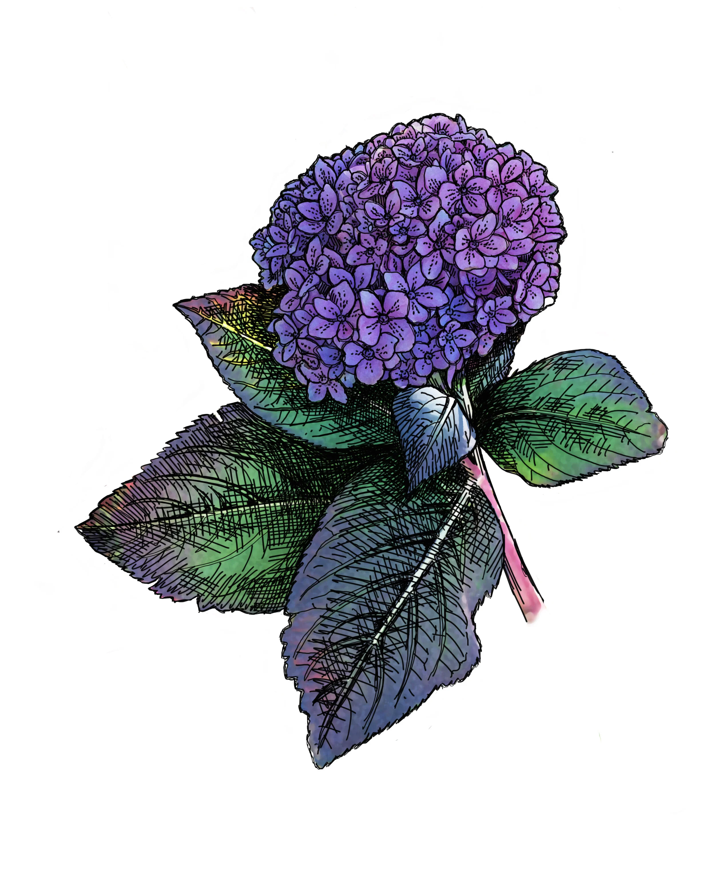 Hydrangea-Color copy.jpg