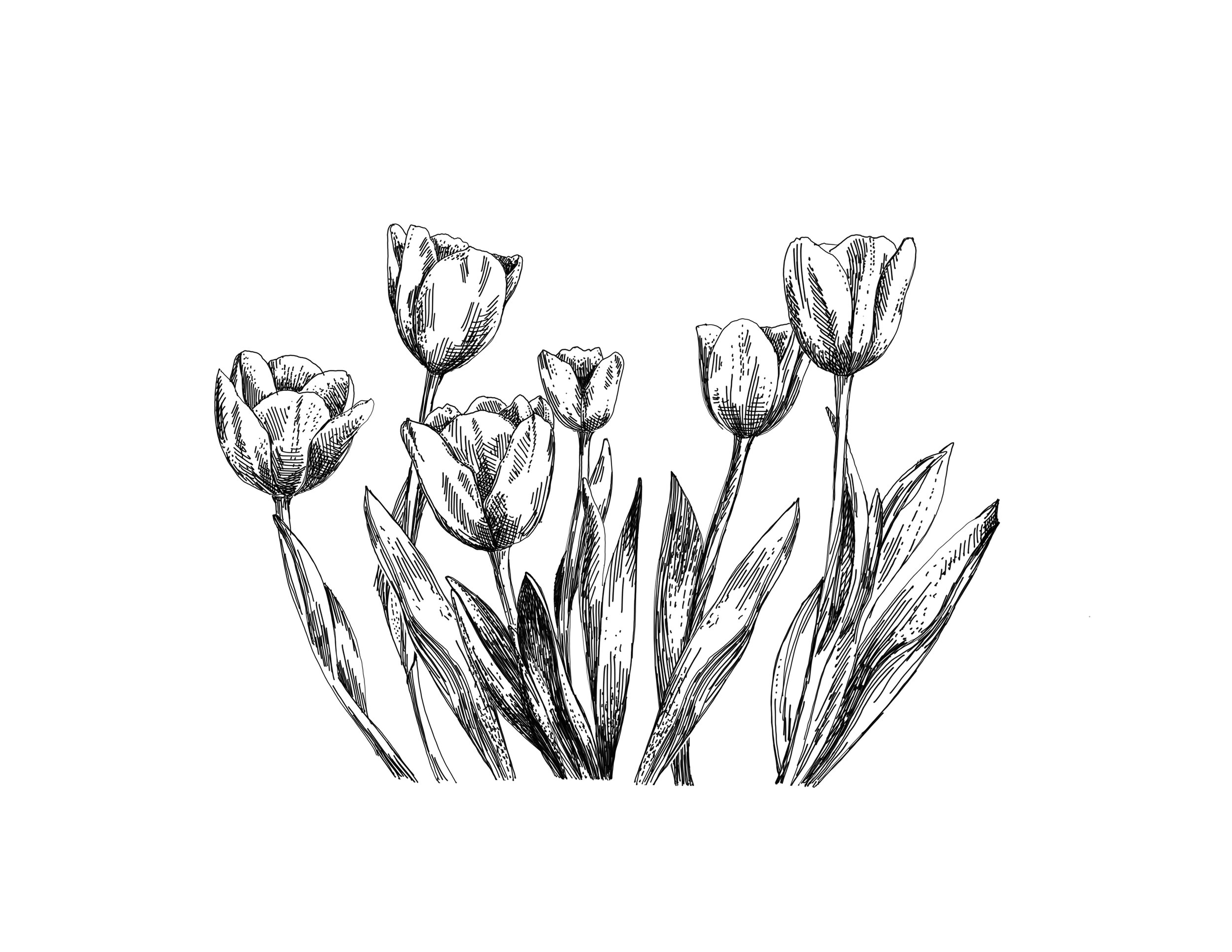 Tulips2_Layers.jpg
