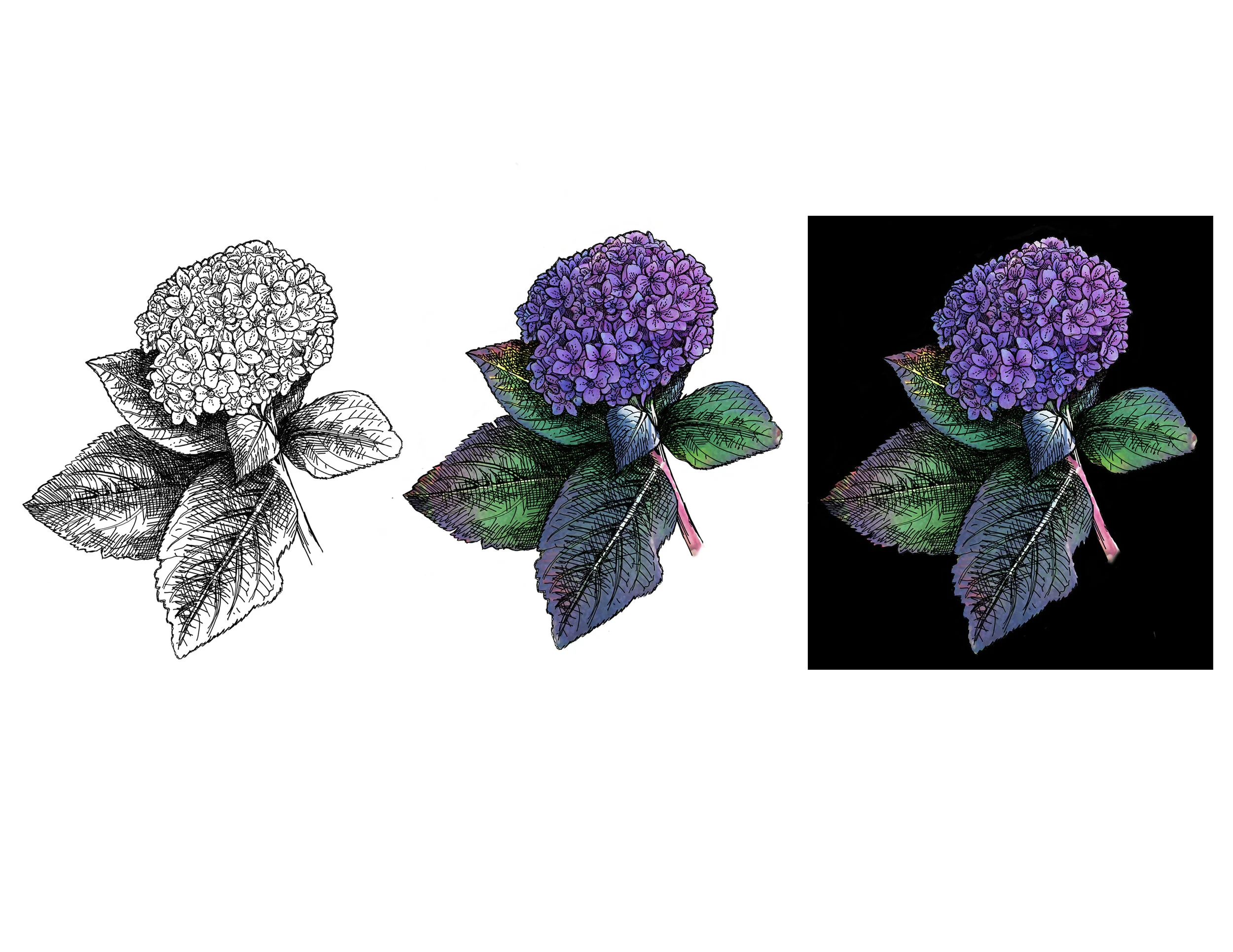 HydrangeasX3.jpg