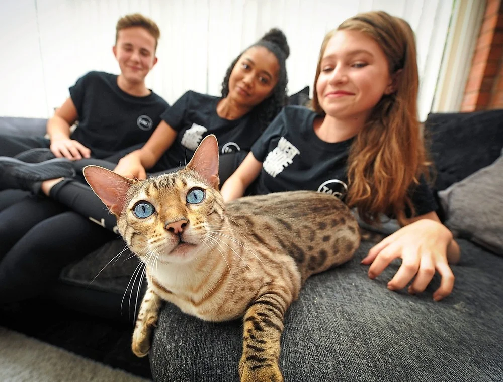 Auditions announced for hit musical Cats in Telford