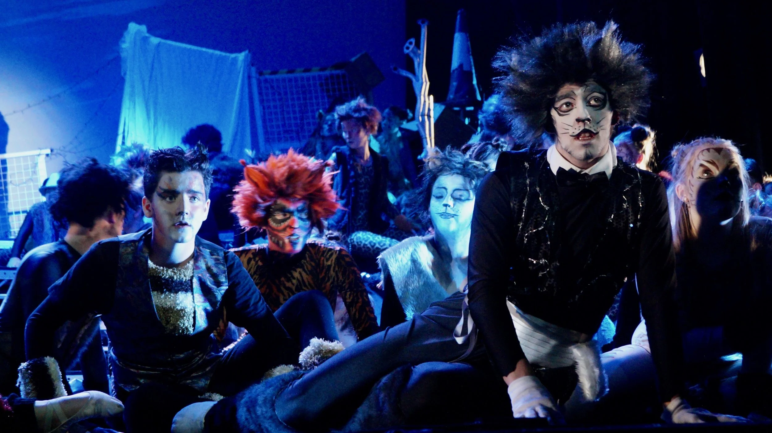 A Feline Favourite In Telford