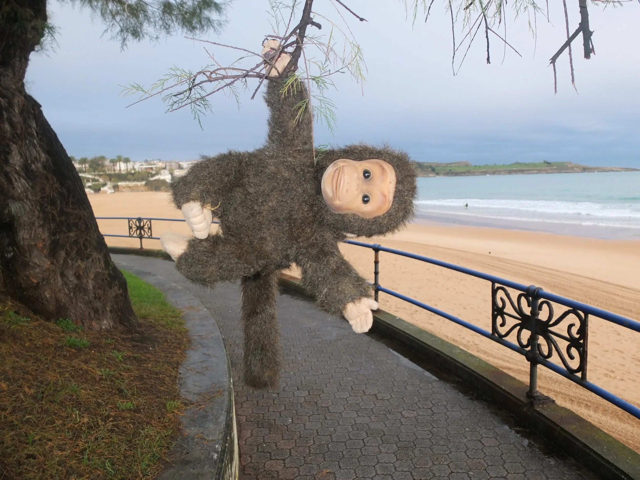 Charlie swinging through the trees on Santander beach....
